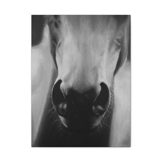 Canvas Art Print of "Whiskers" by Rochelle W. Grimm. -Modern Animal Wall Decor, Minimalist Home Decor, Gift for Horse Lovers, Equine Art