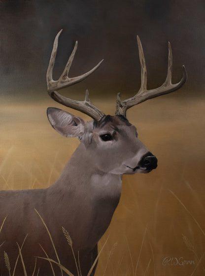 Whitetail Buck